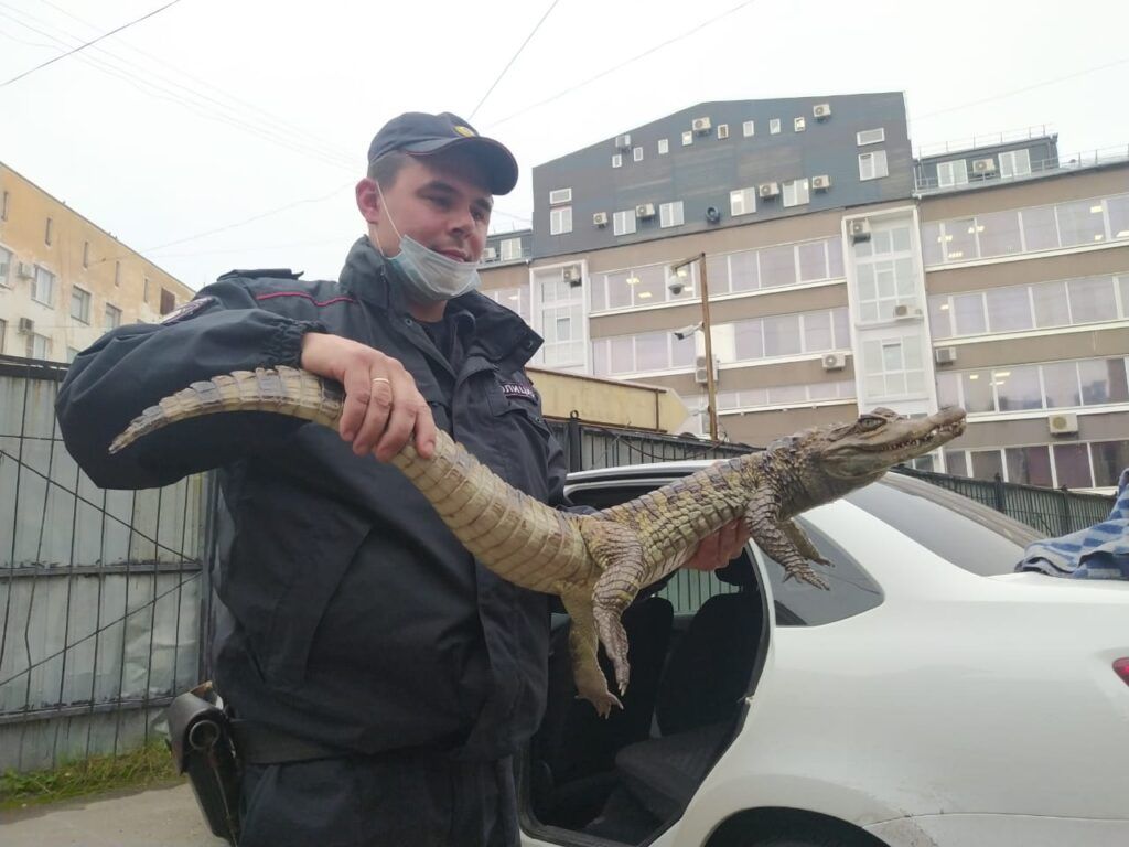 Житель Вологодской области попросил в полиции переезда в Сочи из-за крокодила