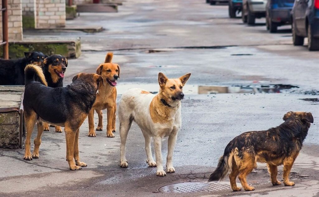 Бродячие собаки. Уличные собаки. Бродячие собаки в городе. Стая собак.