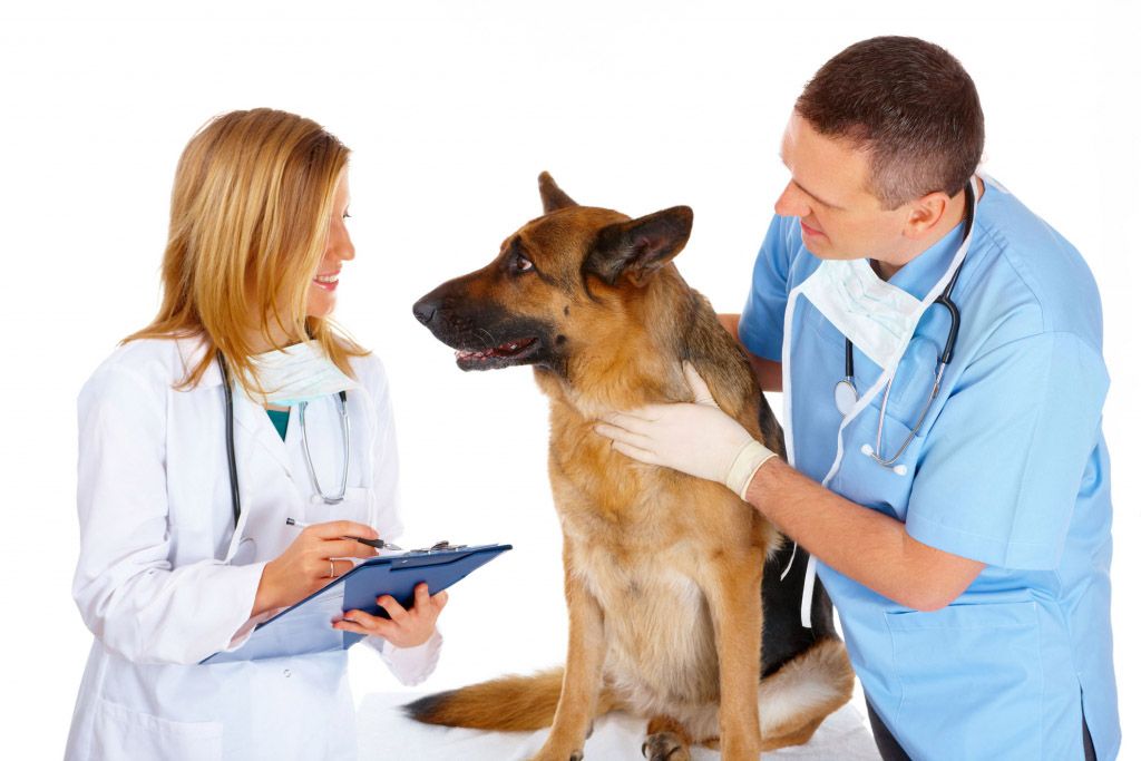 Секреты успеха ветеринарной практики